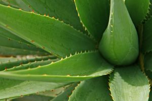 aloe vera, beneficios
